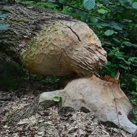 Gut Kallerbend Nideggen