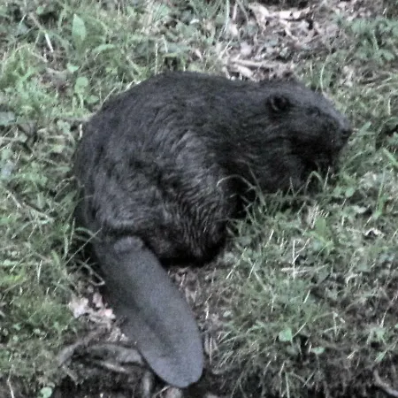 Apartman Gut Kallerbend