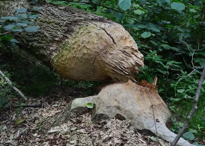 Gut Kallerbend Nideggen