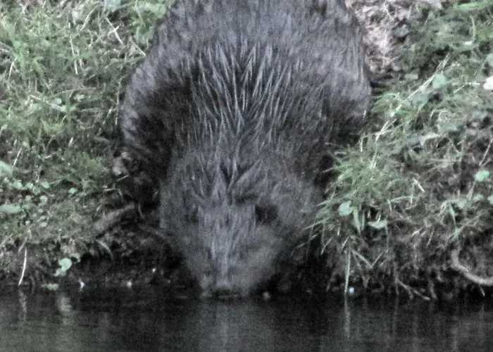 Gut Kallerbend Lejlighed *