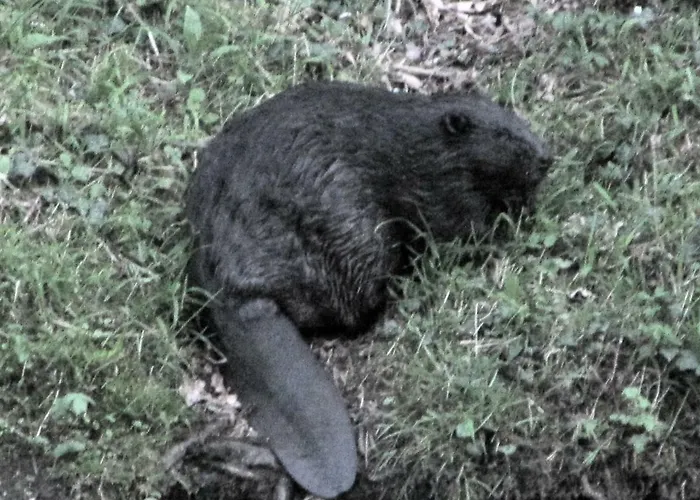 Lejlighed Gut Kallerbend